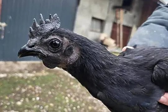 Kogut ayam cemani, Świętokrzyskie, Suliszów