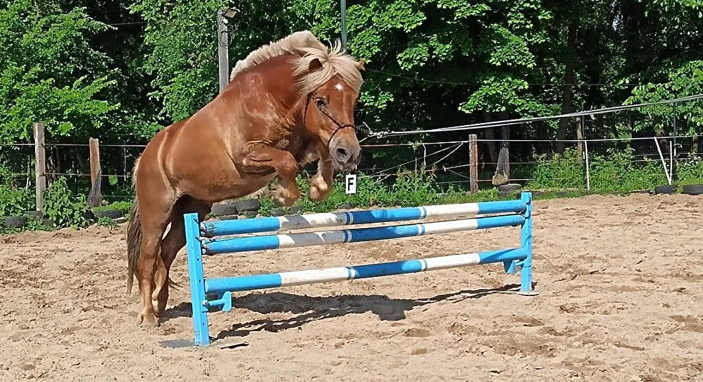 Dzierżawa kuca, ,