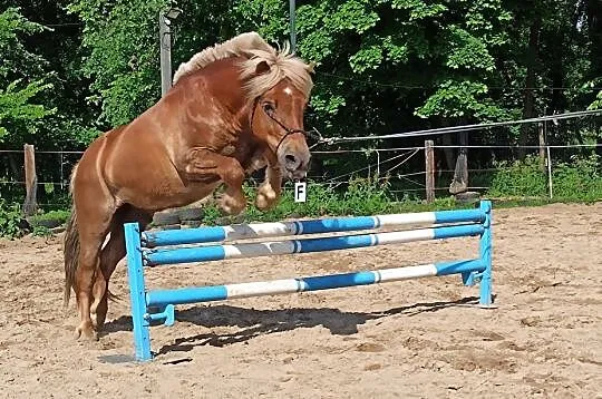 Dzierżawa kuca, , 
