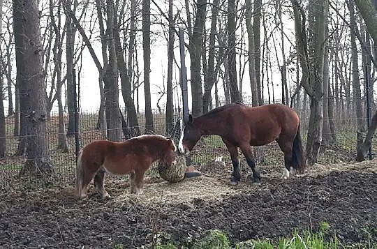 Dzierżawa kuca, , 