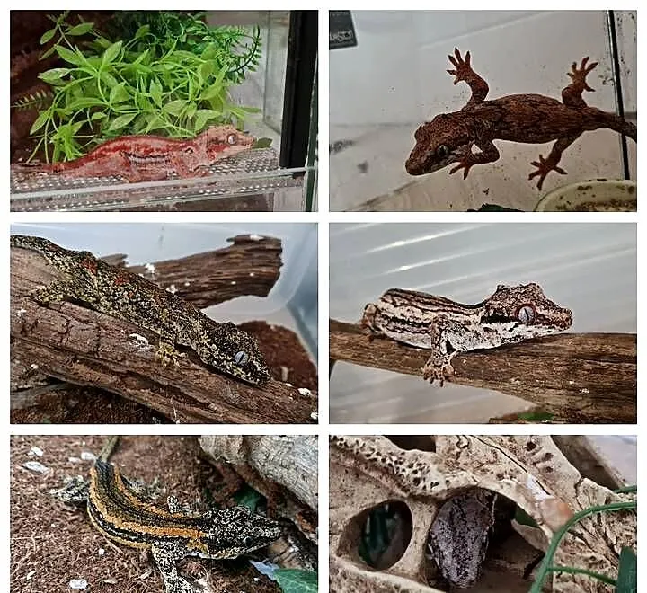 Gekony orzęsione + gargulcowe + akcesoria i terraria terrarium, Śląskie, Bielsko-Biała
