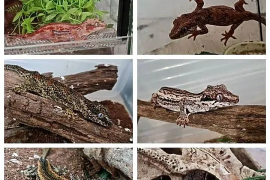 Gekony orzęsione + gargulcowe + akcesoria i terraria terrarium