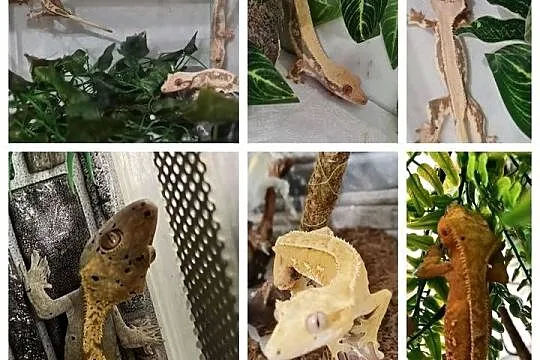 Gekony orzęsione + gargulcowe + akcesoria i terraria terrarium, Śląskie, Bielsko-Biała