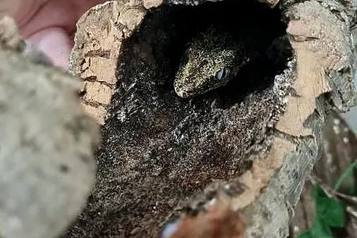 Gekony orzęsione + gargulcowe + akcesoria i terraria terrarium, Śląskie, Bielsko-Biała