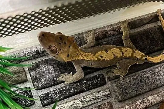Gekony orzęsione + gargulcowe + akcesoria i terraria terrarium, Śląskie, Bielsko-Biała