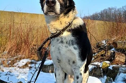 Hektor - kochany psiak średniej wielkości szuka do