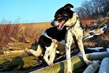 Hektor - kochany psiak średniej wielkości szuka do