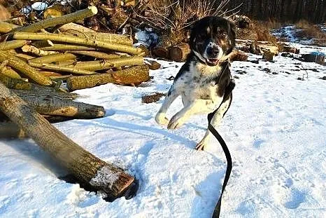 Hektor - kochany psiak średniej wielkości szuka do