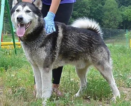 Piękny, przyjazny alaskan malamute Drako szuka dom