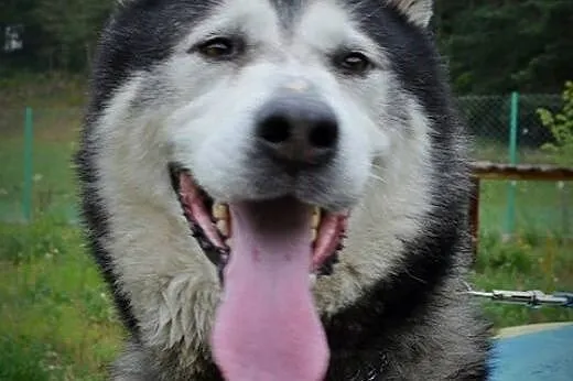 Piękny, przyjazny alaskan malamute Drako szuka dom
