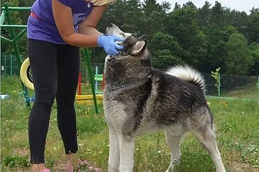 Piękny, przyjazny alaskan malamute Drako szuka dom