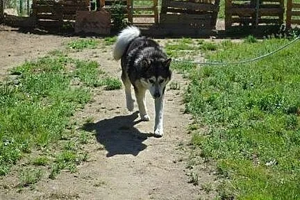 Piękny, przyjazny alaskan malamute Drako szuka dom