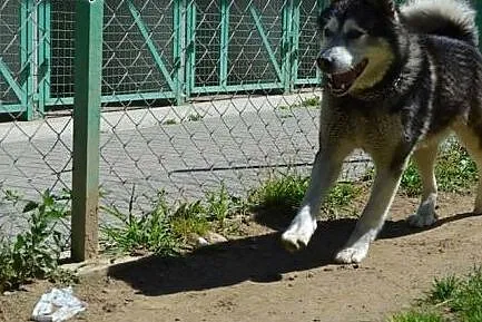 Piękny, przyjazny alaskan malamute Drako szuka dom