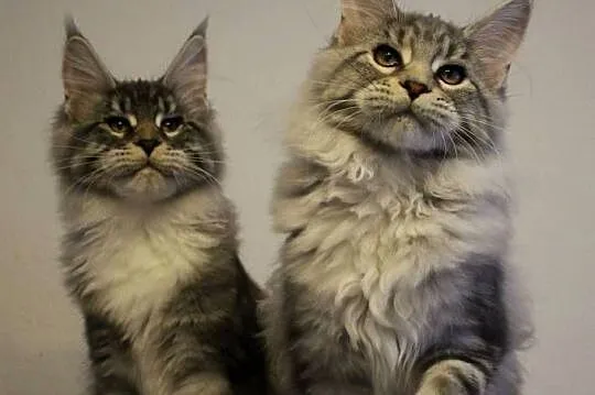 Siostrzyczki maine coon