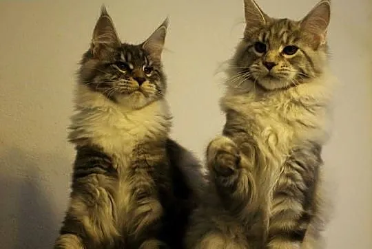 Siostrzyczki maine coon, Dolnośląskie, Brzezia Łąka