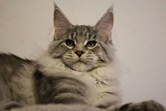 Siostrzyczki maine coon, Dolnośląskie, Brzezia Łąka