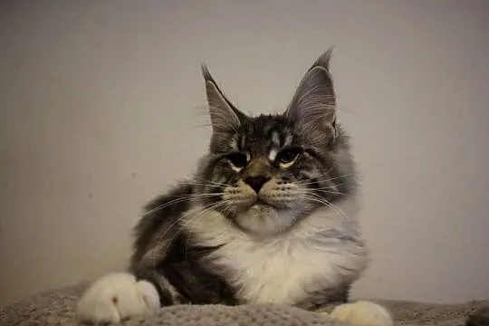 Siostrzyczki maine coon, Dolnośląskie, Brzezia Łąka