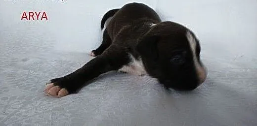 Mocny szczeniak Amstaff, opolskie Brzeg