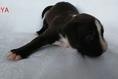 Mocny szczeniak Amstaff,  opolskie Brzeg