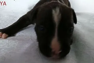 Mocny szczeniak Amstaff,  opolskie Brzeg