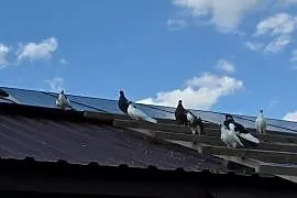 Gołębie różnych ras ok 20 szt.