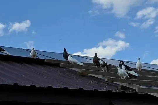 Gołębie różnych ras ok 20 szt.