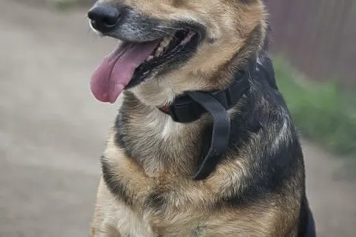 Sara cudna dama do adopcji :),  wielkopolskie Pozn
