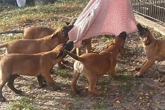 Owczarek Belgijski, Podlaskie, Zambrów