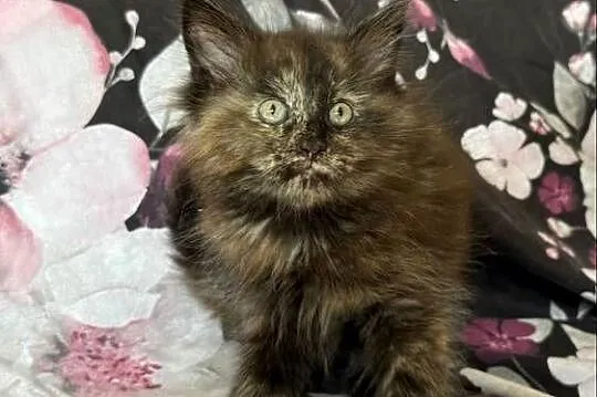 Maine Coon kocięta