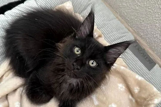 Maine Coon kocięta, Dolnośląskie, Wrocław