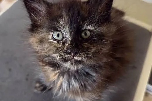 Maine Coon kocięta, Dolnośląskie, Wrocław