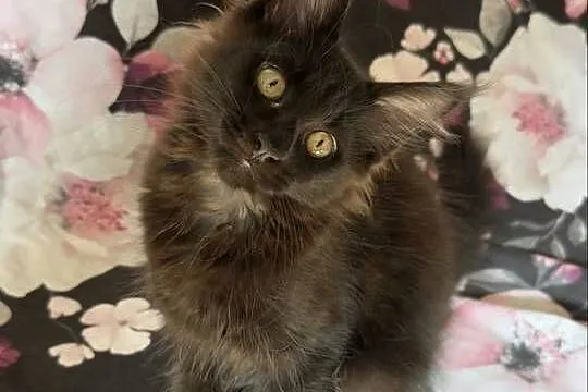 Maine Coon kocięta, Dolnośląskie, Wrocław