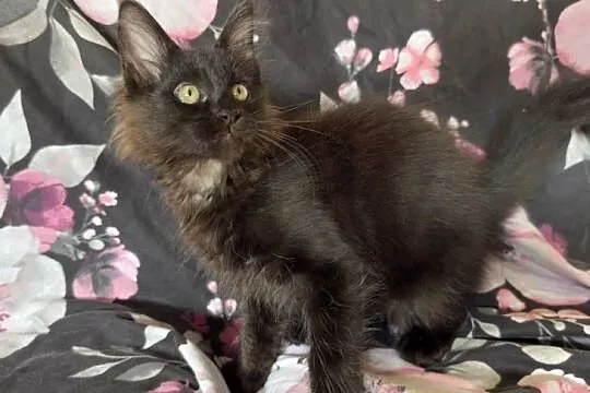 Maine Coon kocięta, Dolnośląskie, Wrocław