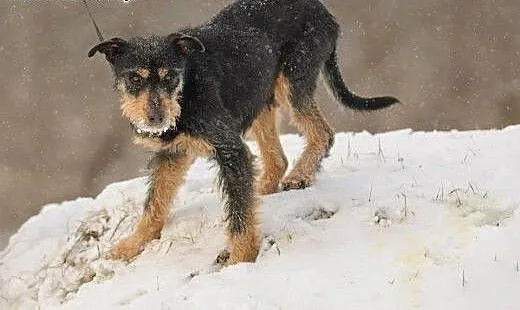 8 letni Baks pokocha Cię tylko za to, że jesteś -