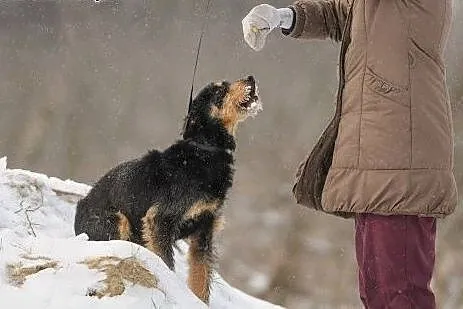 8 letni Baks pokocha Cię tylko za to, że jesteś - 