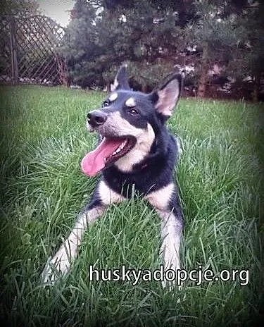 NUGAT- młody, aktywny pies mix owczarka do adopcji