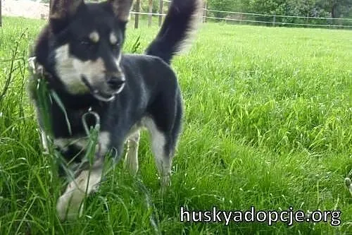 NUGAT- młody, aktywny pies mix owczarka do adopcji