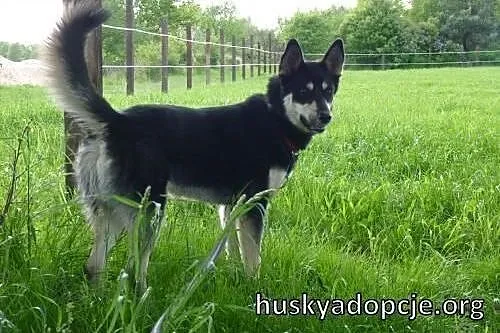 NUGAT- młody, aktywny pies mix owczarka do adopcji