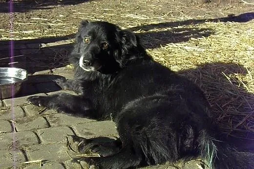 RUFI mądry poczciwy zawsze uśmiechnięty psi przyja