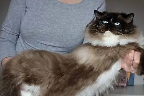 Kocur ragdoll 7 lat, Dolnośląskie, Wrocław