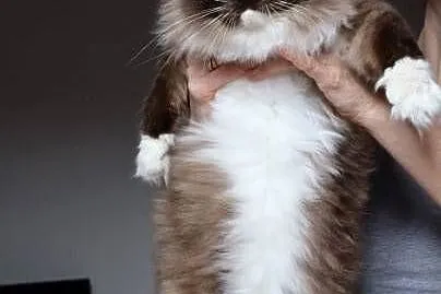 Kocur ragdoll 7 lat, Dolnośląskie, Wrocław