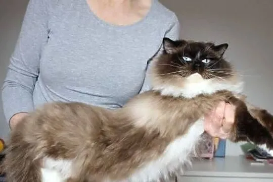 Kocur ragdoll 7 lat, Dolnośląskie, Wrocław