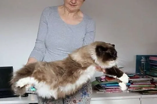 Kocur ragdoll 7 lat, Dolnośląskie, Wrocław
