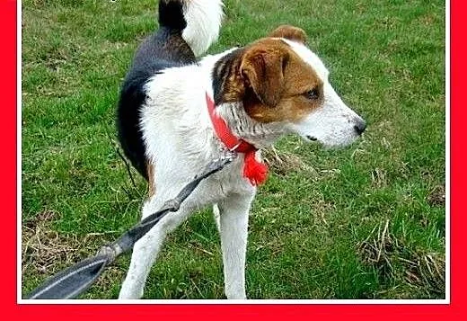 Średni,wesoły,łagodny,towarzyski,przyjazny piesek