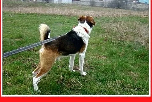 Średni,wesoły,łagodny,towarzyski,przyjazny piesek 