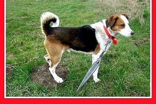 Średni,wesoły,łagodny,towarzyski,przyjazny piesek 