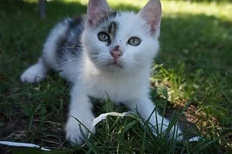 SZAFRAN 3 mce PUCHATY kocurrek niczym miś PRZYTULA