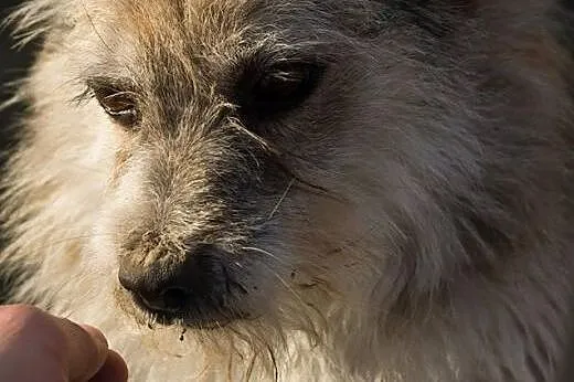 Szukamy domów dla czterech psów i czterech kotów, 