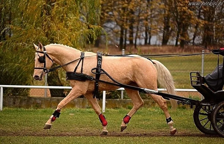 Ogier SEKRET, , Czerniejewo