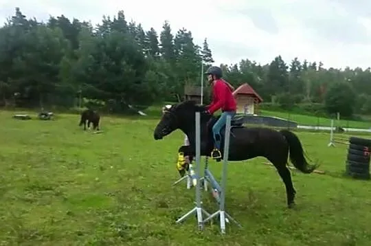 Oddam we współdzierżawę z możliwością dzierżawy pełnej kuca gr. B, Warmińsko-mazurskie, Olsztyn
